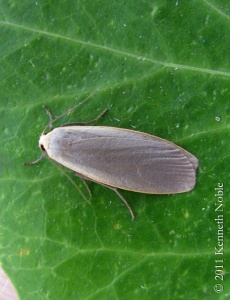 dingy footman (Eilema griseola) Kenneth Noble